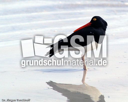 Weißer Austernfischer (4 von 8).jpg